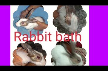 #Rabbitbath#cutebunnybath/how do you wash a bunny/ किस तरीके से साफ सुथरा रखें अपने रैबिट को