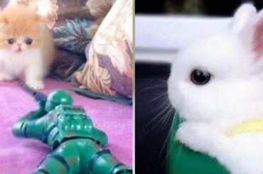 💗Aww - Cutest baby Animals Video Compilation💗 #cute and funny moments of rabbits