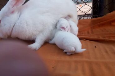 Cute little rabbits!!!!!!