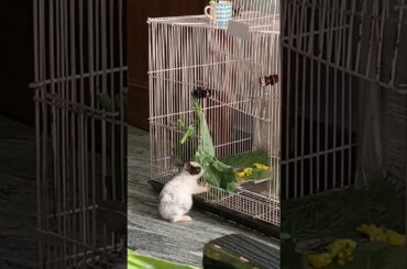 Cute rabbit eating