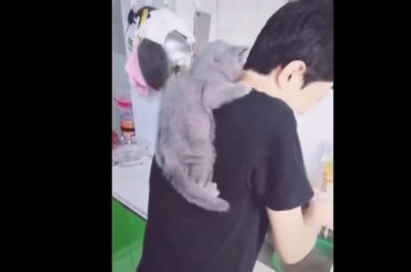 Cutest Baby Animals Videos Compilation Cute Moment of the Animals