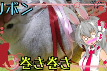 【うさぎ】リボンを巻いたら可愛さアップ？Rabbit with cute ribbon.