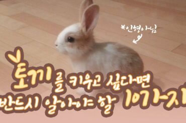 [Eng sub] 토끼 키우기 (*ꆤ.̫ꆤ*) 토끼를 키우고 싶다면 반드시 알아야 할 10가지에 대해서! 아기토끼 꽃돌이 기록 창고 대방출합니다! 토끼 키우기 단점! 필독!
