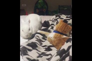 Cute little bunny and tabby kitty napping together