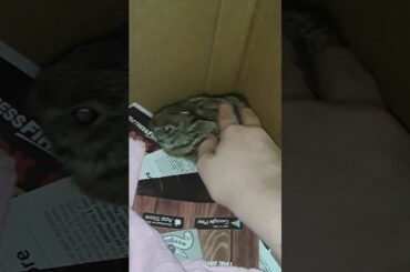Petting a baby bunny