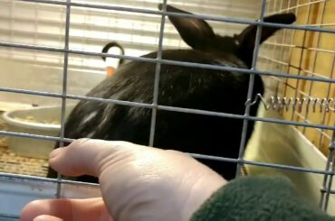 A Good Rabbit Cage / Hutch VS. A Bad Small Cage #WhatNotToDo #rabbitcage #rabbits #bunny #bunnies