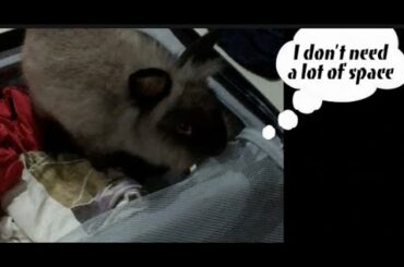 Leaving our Rabbit behind #rabbit #lionhead #cuterabbit