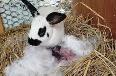 제일예쁜 하트 토끼( rabbit)가 아기 토끼 7마리에게 젖을 먹이는 장면