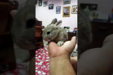 Cute bunny