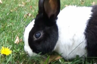 Rabbit Eating The Last of the Dandelions: A Rabbit Movie