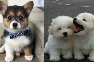 Cutest Baby Dog and Cat - Cute and Funny Dog Videos Compilation #1