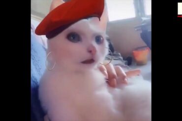 Cute baby animals videos compilation Cute moment of the animals