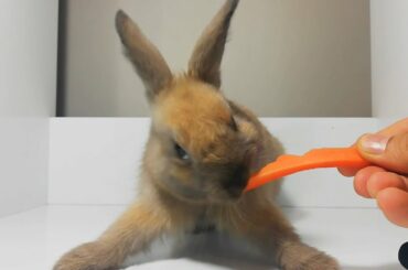 Cute Rabbit Eating Carrot ASMR / my Pets ASMR