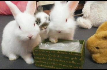 Conejitos comparten menú para tres?, Funny bunnies eating. 🐰😊