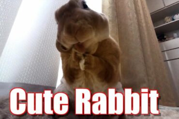 4K Cute Grooming Rabbit｜可愛いうさぎの毛づくろい