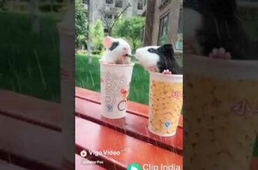 My cute rabbits👌👌👌👌👌🤗