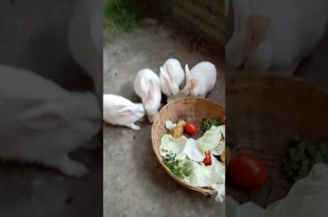 White Cute Rabbits Eating