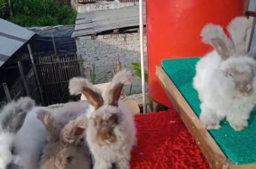 Beautiful Rabbit funny video