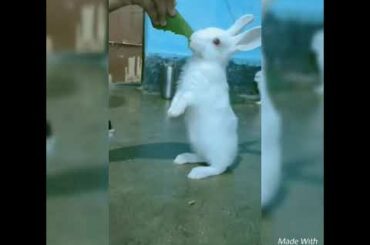 Rabbit funny video