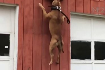 Super Dogs vs Intruder Level 99💯🤩