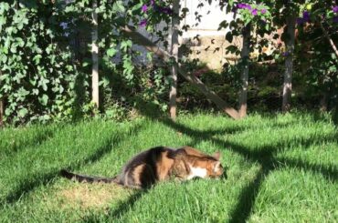 Indoor cat and cute bunny