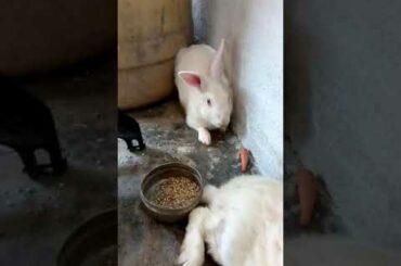 A cute rabbit got angry on parent
