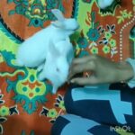 Baby rabbits eating chocolate|| funny video
