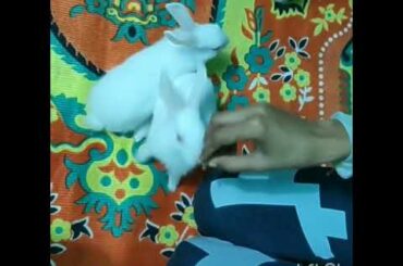 Baby rabbits eating chocolate|| funny video