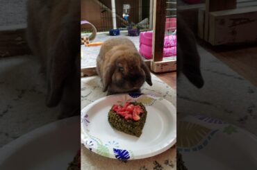 cutest bunny birthday