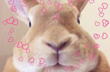 Cute Rabbit Face｜うさぎの可愛い顔のドアップ