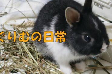 【ミニウサギぐりむ】子うさぎの日常があざと可愛い【rabbit】