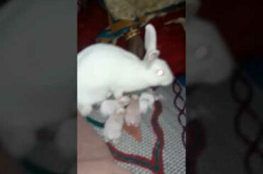 Beautiful rabbit child