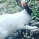 Cute Rabbit 😍❣️