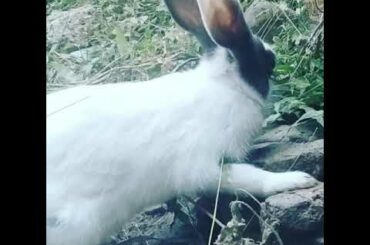 Cute Rabbit 😍❣️
