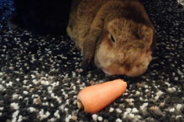 Cute bunny eating a carrot 🥕