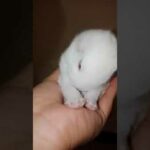 Cutest rabbit ever