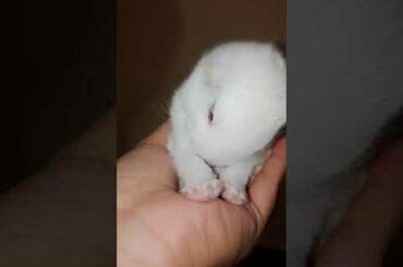 Cutest rabbit ever
