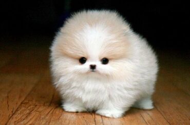 Funny & Cute Baby Animals Videos Compilation #10 😍 Cutest Pets ✅