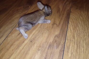 Bambi the bunny taking her first steps, ADORABLE!