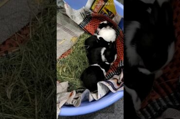 The Cutest Baby Bunnies 18 days old