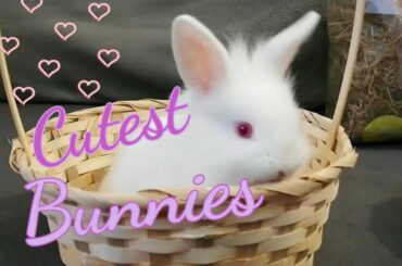 Lindos Conejitos de un mes en cestitas, Cute Bunnies playing 🐰💖