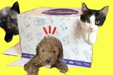 Perrito mas lindo del mundo – Perro mas gracioso del mundo / Cute baby animals dogs and cats 1