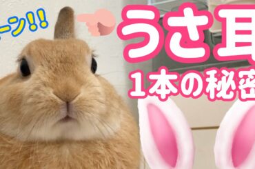 【うさぎ】うさ耳の能力を試してみた【かわいい】Cute rabbit investigated ear #46