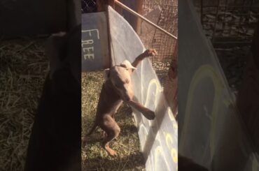 Doberman puppy meets baby bunny and eats it