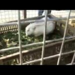 Funny video // Funny Rabbit video// rabbit eating grass and rabbit playing