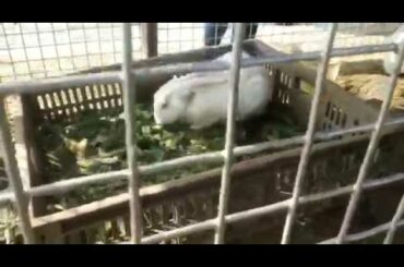 Funny video // Funny Rabbit video// rabbit eating grass and rabbit playing