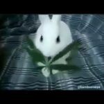 Funny cute rabbit bunny