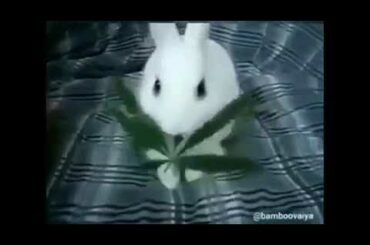 Funny cute rabbit bunny