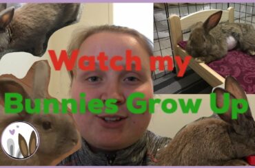 Watch My Bunnies Grow Up | Rabbit Cuteness Montage