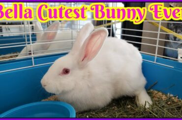 Bella Cutest Bunny Ever